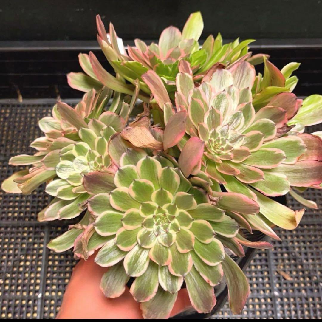 11 #多肉植物アエオニウム錦❤️花顏ピンクディジー❤️9大頭26cm