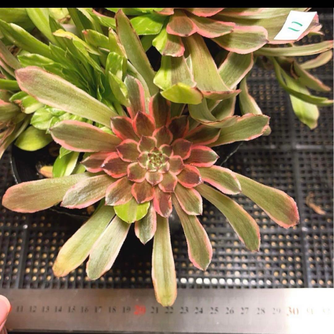 11 #多肉植物アエオニウム錦❤️花顏ピンクディジー❤️9大頭26cm