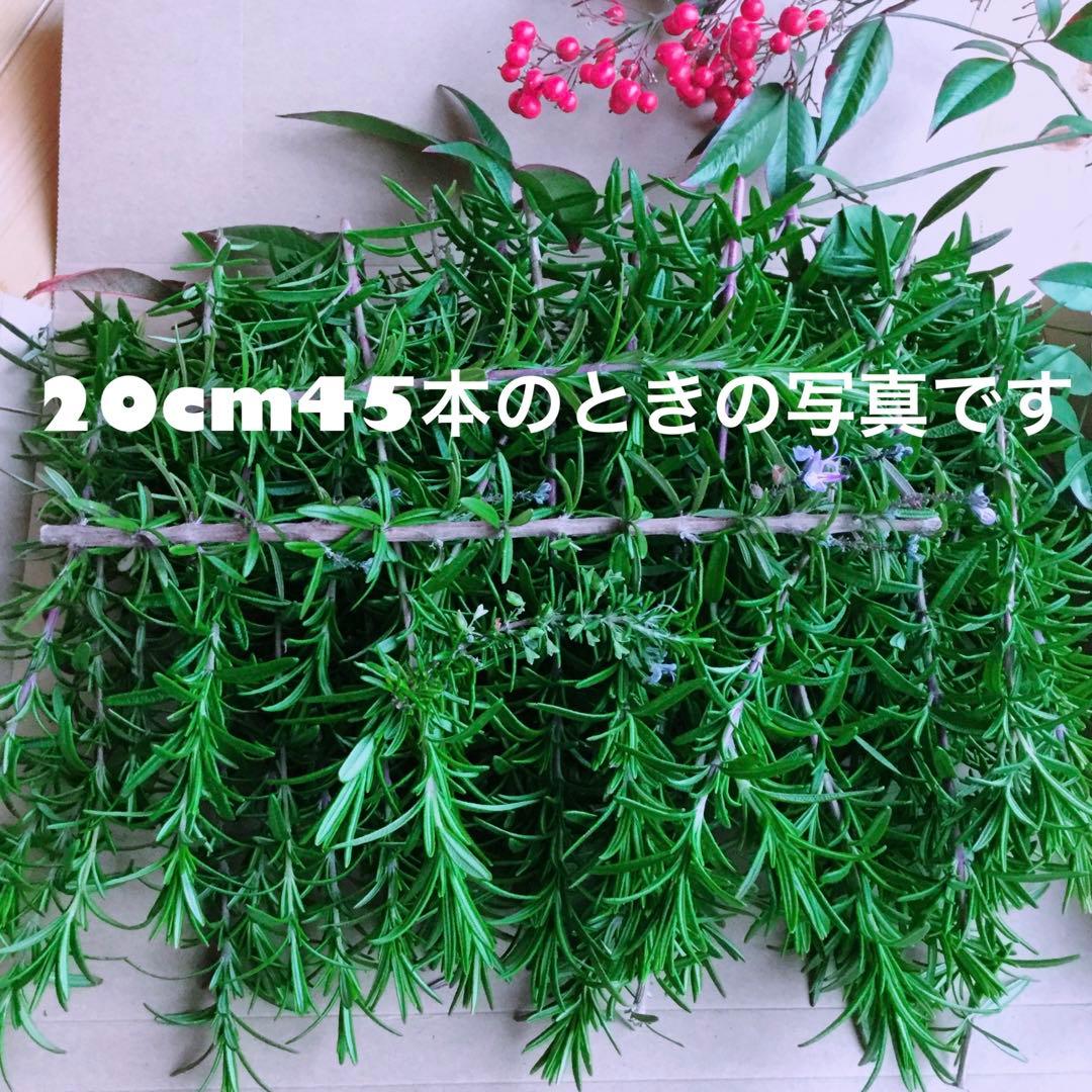 無農薬ローズマリー切り枝20cm400本