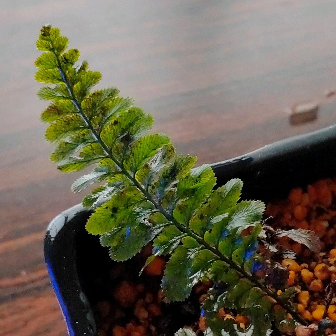 超希少種 ソテツホラゴケ  シダ植物  ホラゴケ  パルダリウム