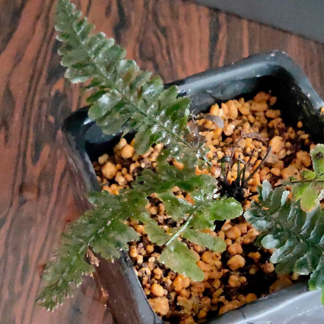 超希少種 ソテツホラゴケ  シダ植物  ホラゴケ  パルダリウム