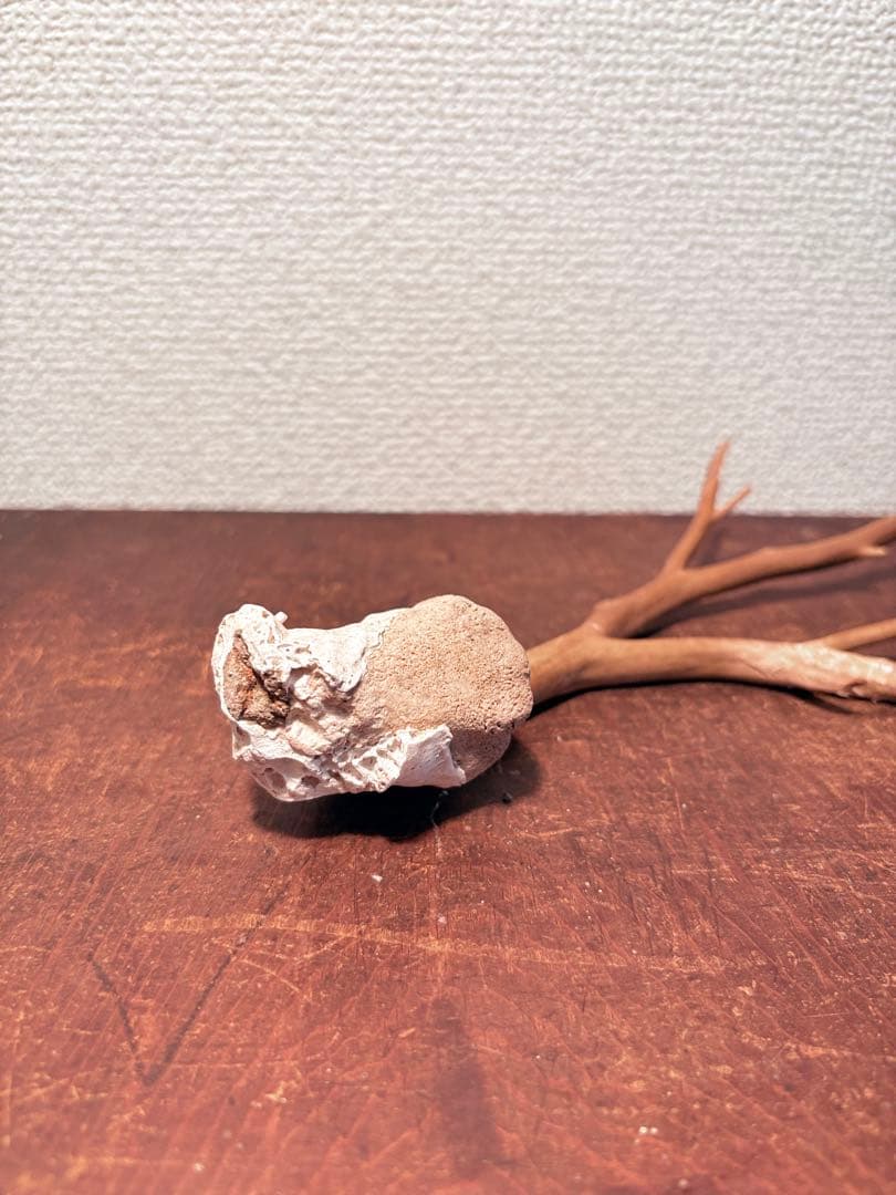 海松 深海松 レインボーコーラル 原木 珊瑚 希少　　　　　　 こぶ付き