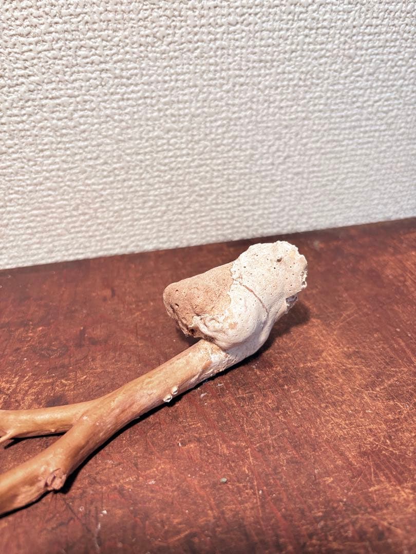 海松 深海松 レインボーコーラル 原木 珊瑚 希少　　　　　　 こぶ付き