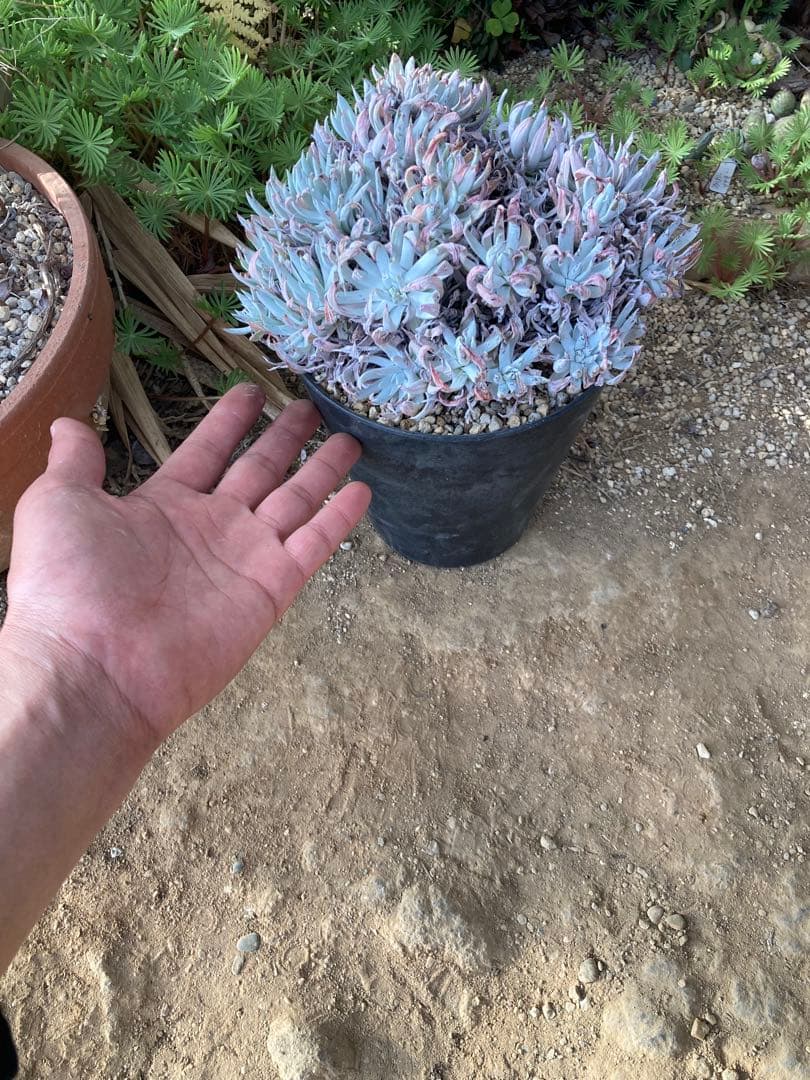 多肉植物　ダドレア　ヌビゲナ　特大群生