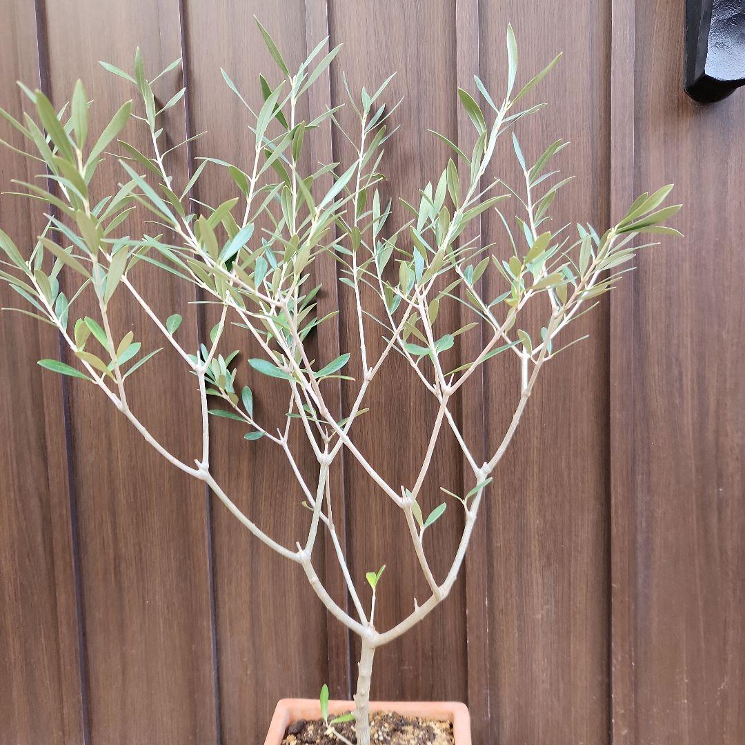 オリーブの木　エルグレコ　イタリア製スクエア型テラコッタ鉢植え　苗