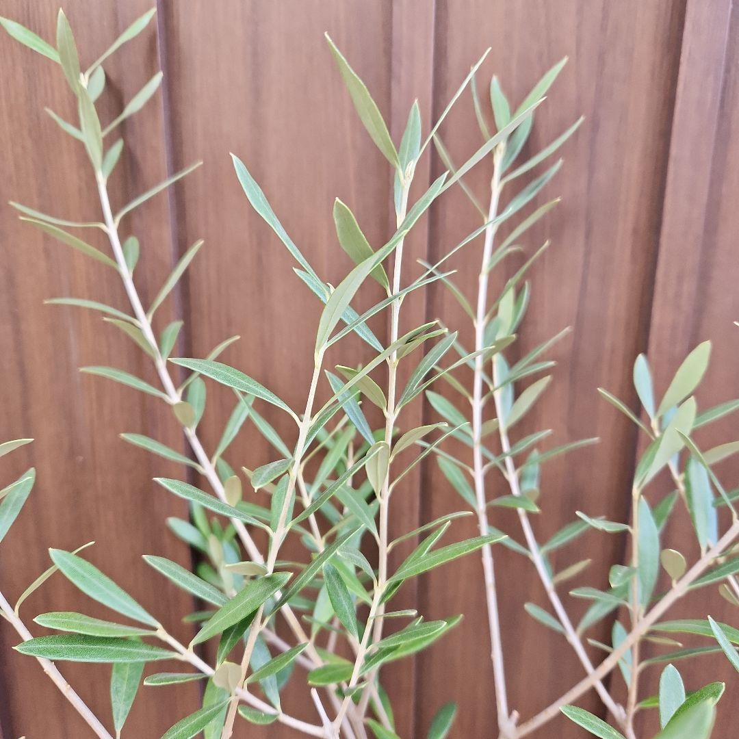 オリーブの木　エルグレコ　イタリア製スクエア型テラコッタ鉢植え　苗