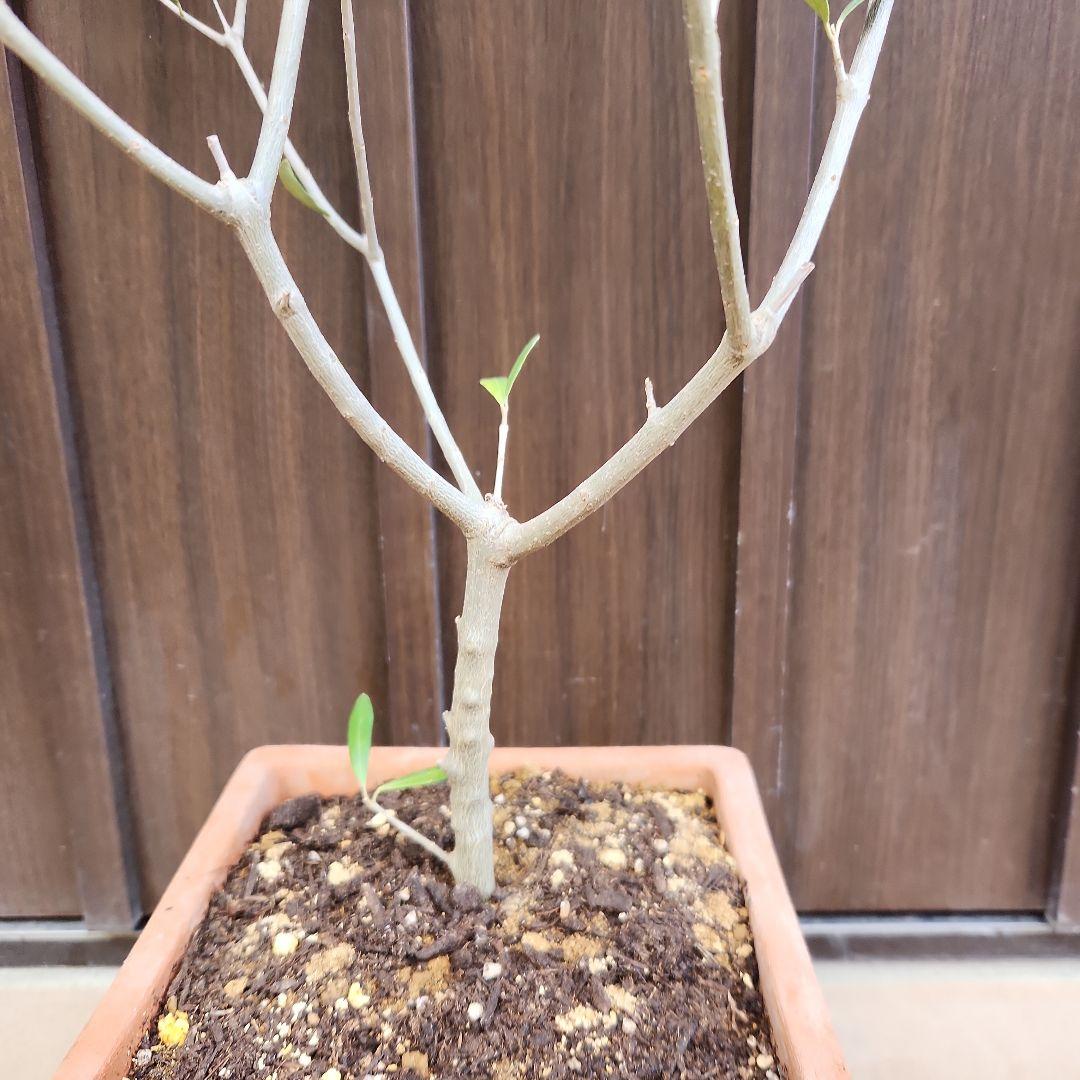 オリーブの木　エルグレコ　イタリア製スクエア型テラコッタ鉢植え　苗