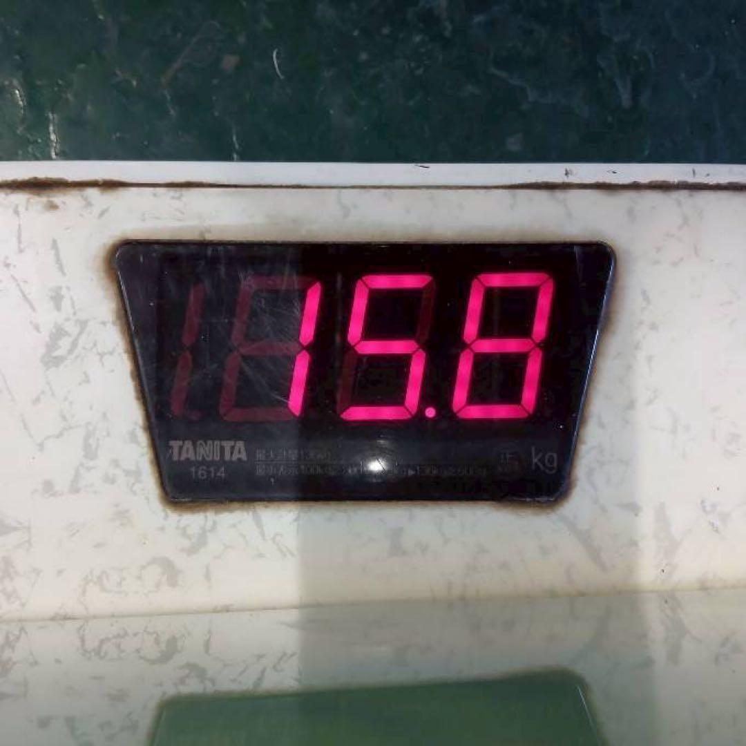 ⑫約256球➕①228球ダンロップ PRACTICE 中古硬式テニスボール
