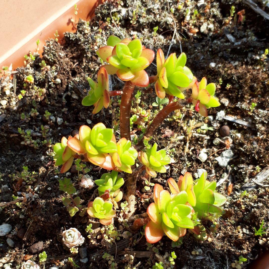 多肉植物　組み合わせ自由
