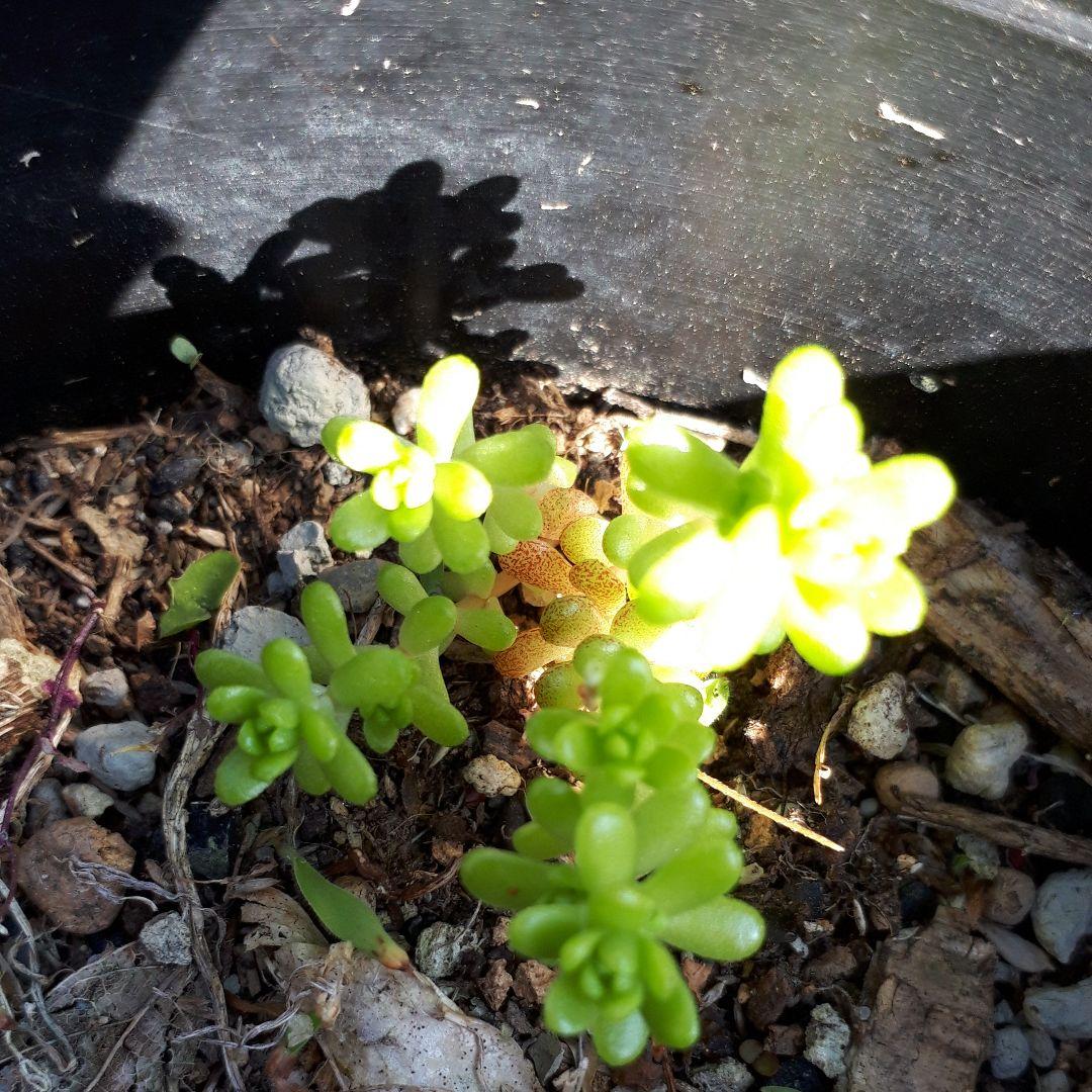 多肉植物　組み合わせ自由