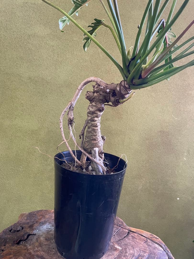 クッカバラ　根上がり