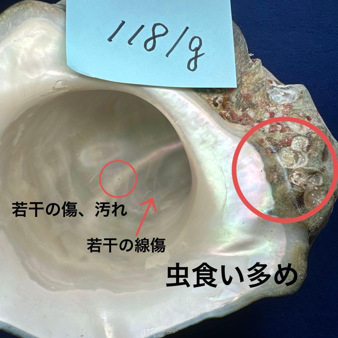 夜光貝　ヤコウ貝　まとめ売り　14個　14、7kg アクセサリー　ルア