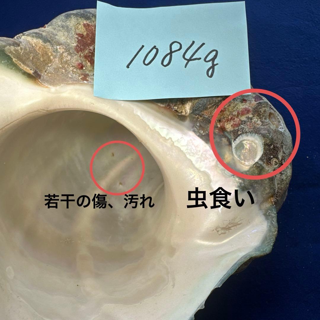 夜光貝　ヤコウ貝　まとめ売り　14個　14、7kg アクセサリー　ルア