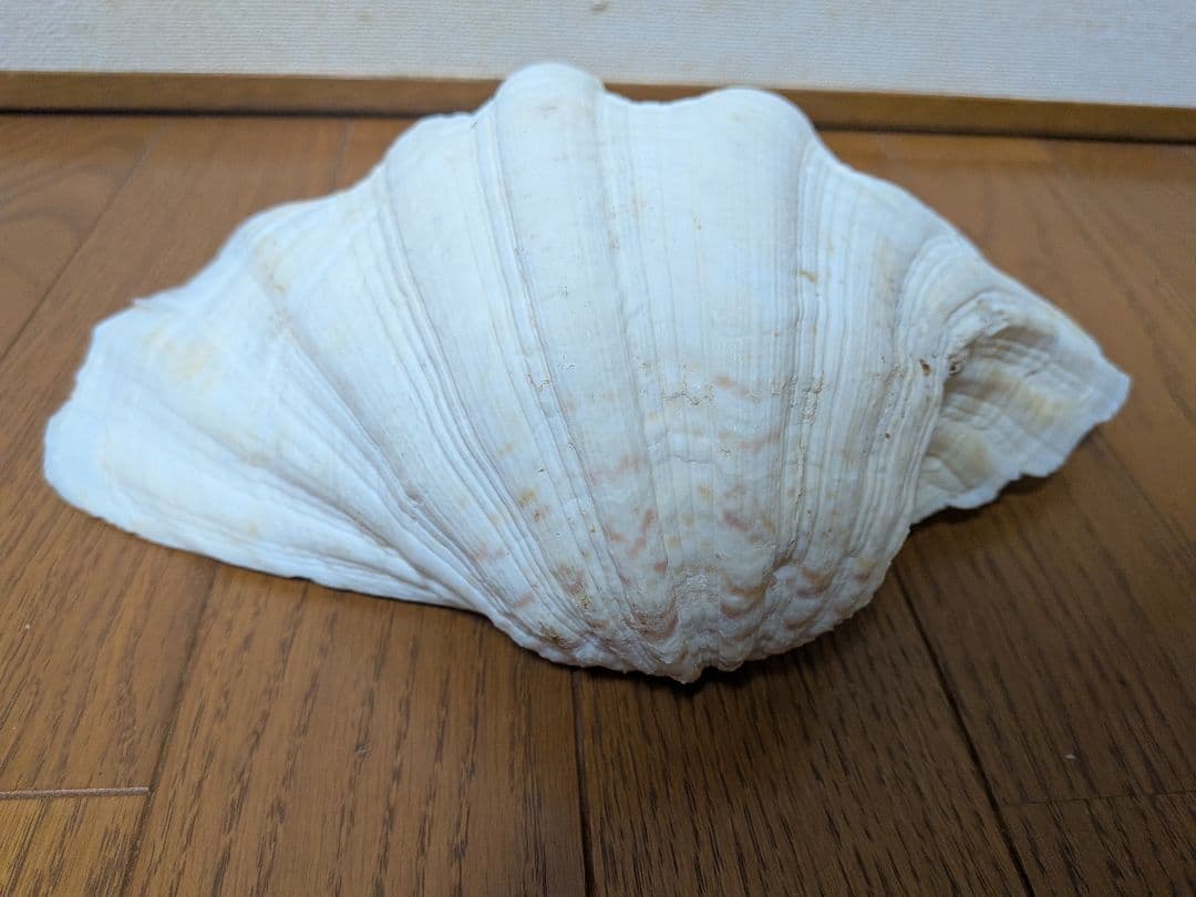 【約30cm】シャコガイ　シャコ貝