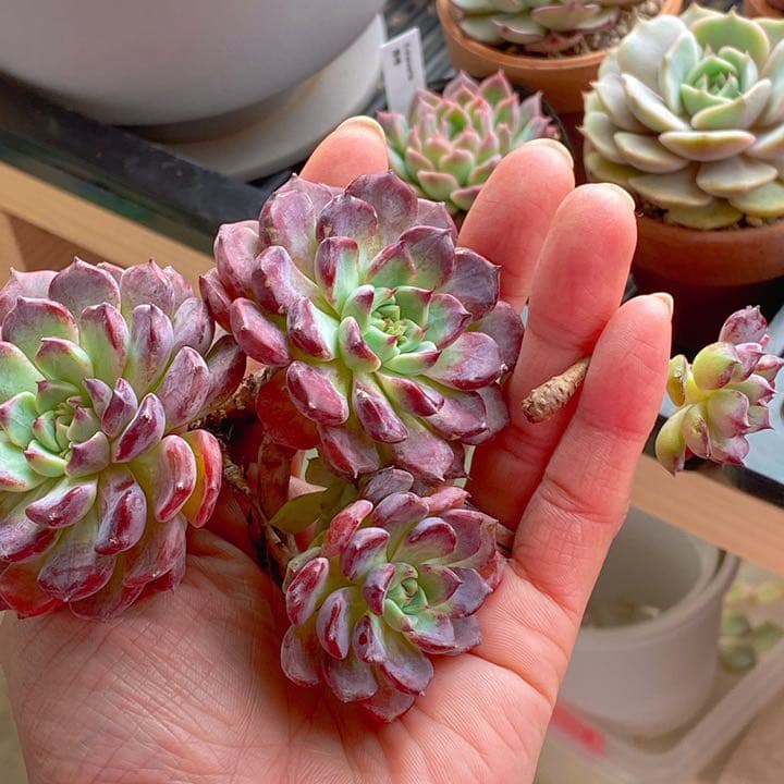 沙羅姫牡丹　大群生株