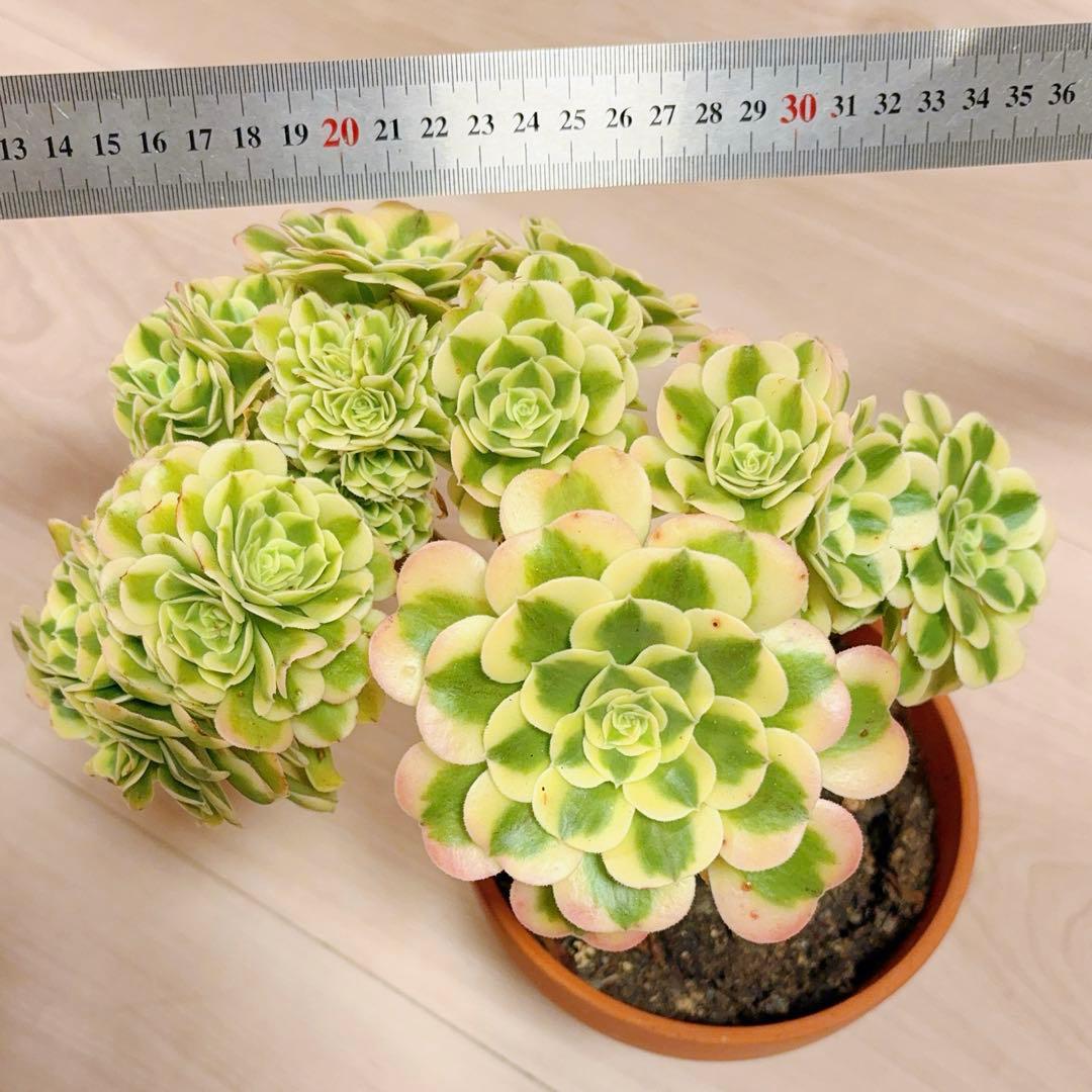 58#多肉植物アエオニウム錦❤️ グリーンメデューサセッカ❤️ 25cm 拔き苗