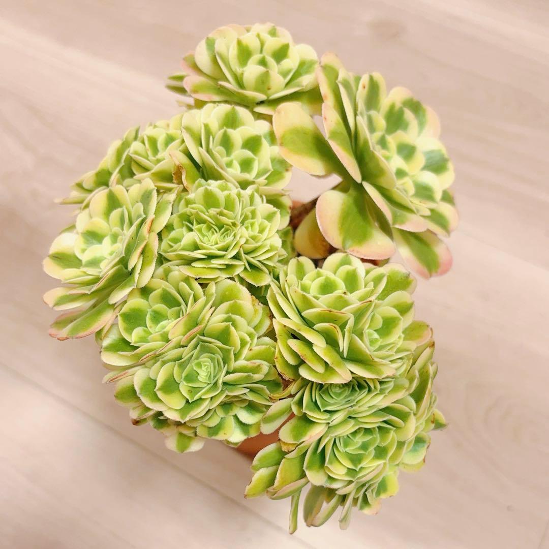 58#多肉植物アエオニウム錦❤️ グリーンメデューサセッカ❤️ 25cm 拔き苗
