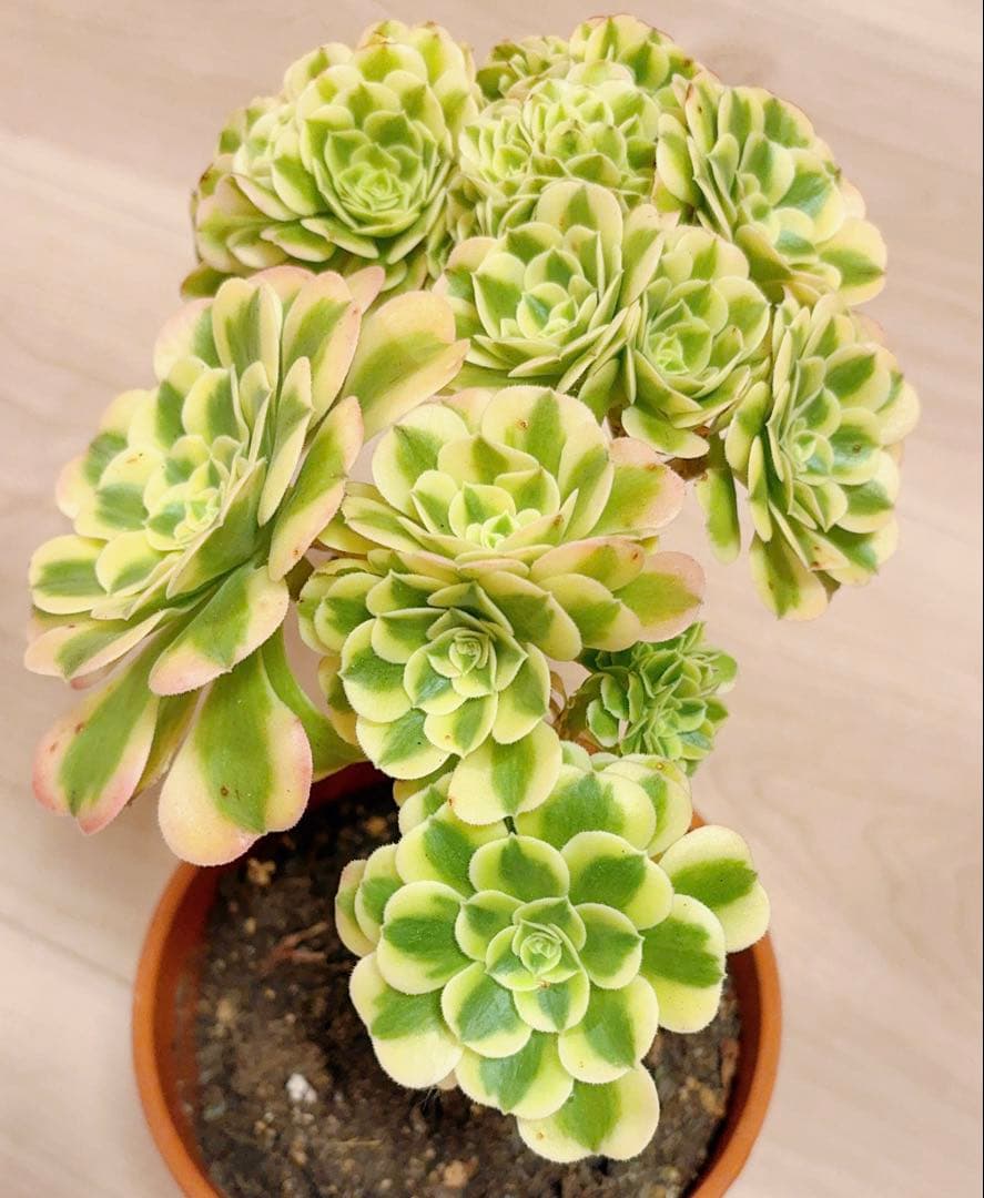 58#多肉植物アエオニウム錦❤️ グリーンメデューサセッカ❤️ 25cm 拔き苗