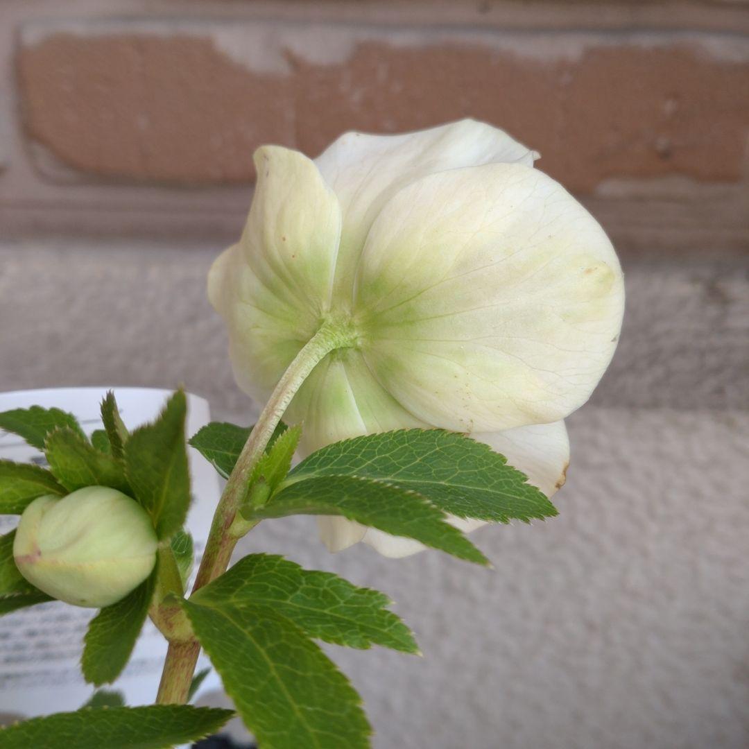 曽田園芸✨セミダブル✨開花株✨オフホワイト✨良型