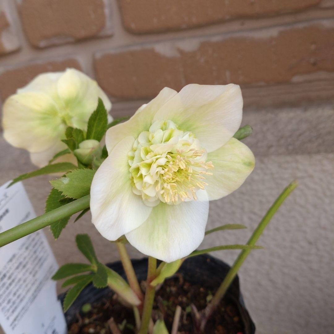 曽田園芸✨セミダブル✨開花株✨オフホワイト✨良型