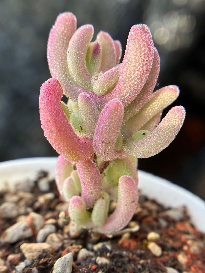 新入荷　超レア ドロサンテマ 超キラキラ Purple flash 抜き苗１株