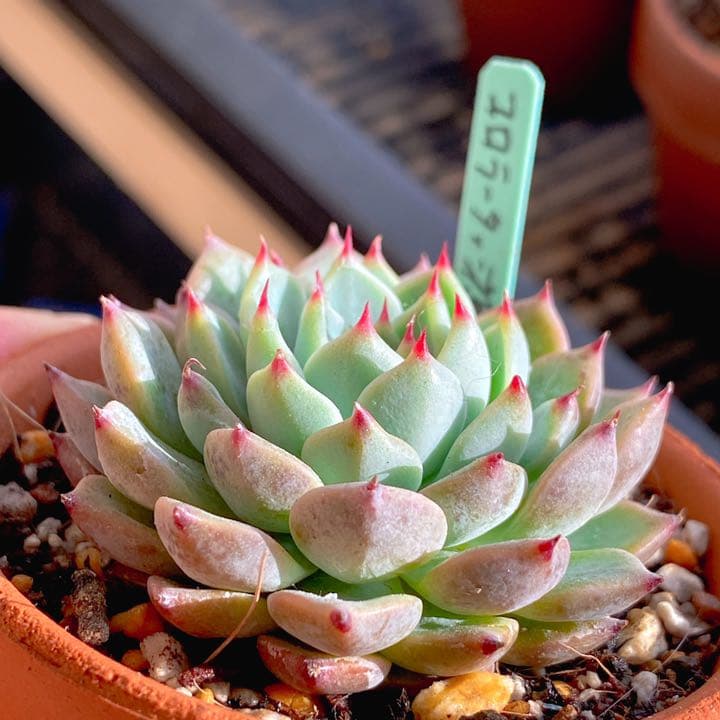 コロラータx沙羅姫牡丹