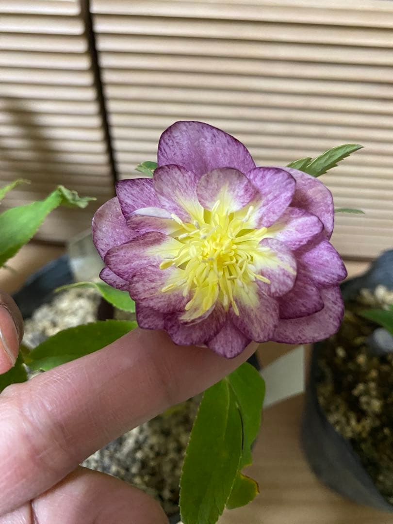 レッドイルミリオン　加藤農園