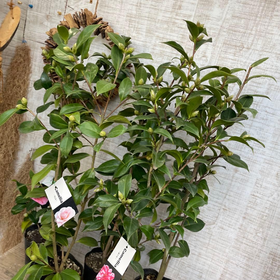 週末特価！5鉢価格！椿　苗　苗木　八重咲き　津川絞　縞千鳥　花見笠　4号鉢