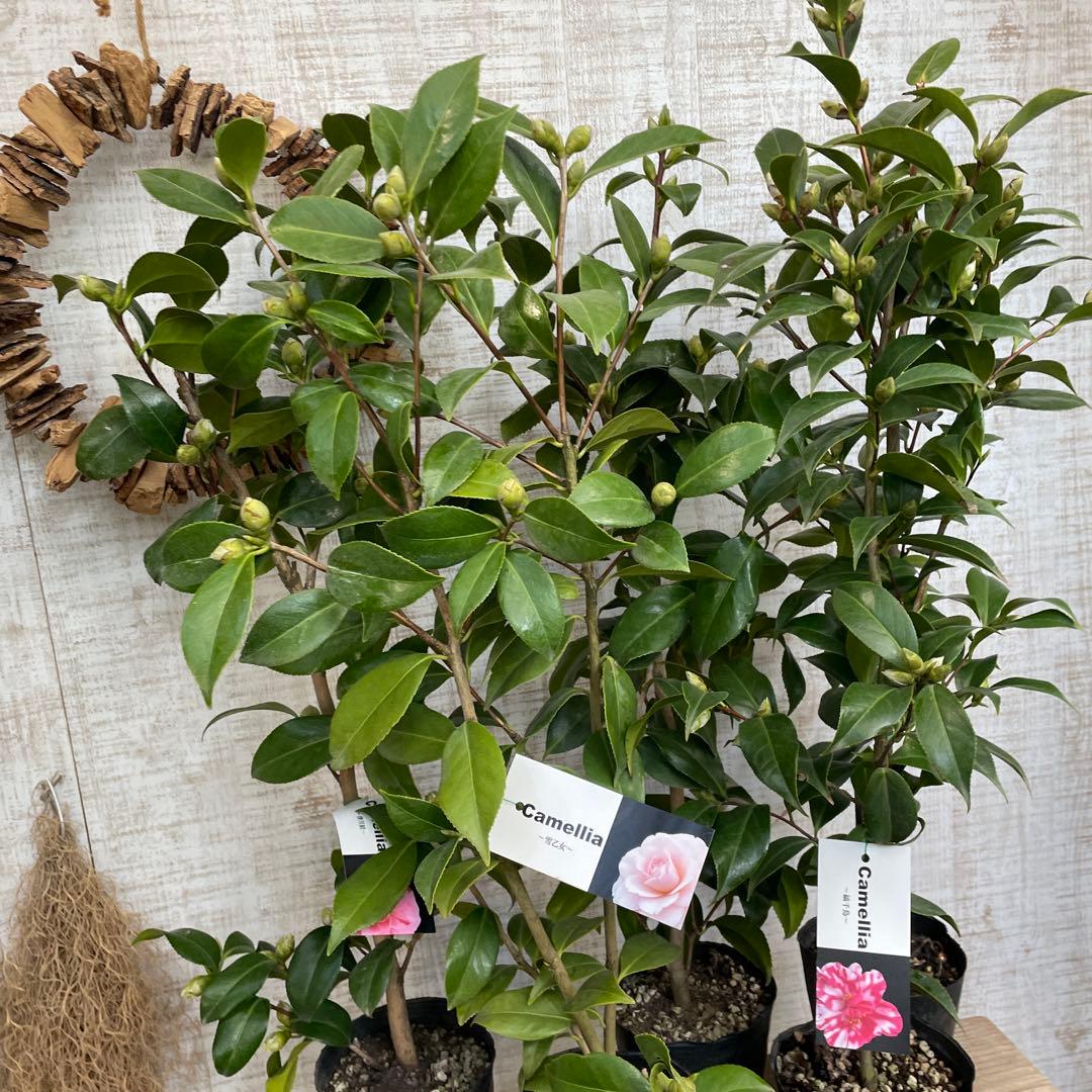 週末特価！5鉢価格！椿　苗　苗木　八重咲き　津川絞　縞千鳥　花見笠　4号鉢