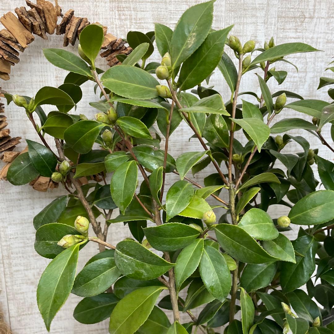 週末特価！5鉢価格！椿　苗　苗木　八重咲き　津川絞　縞千鳥　花見笠　4号鉢