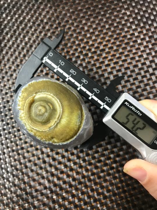 ゴビ石−440 ゴビ瑪瑙　原石　眼石＆花眼