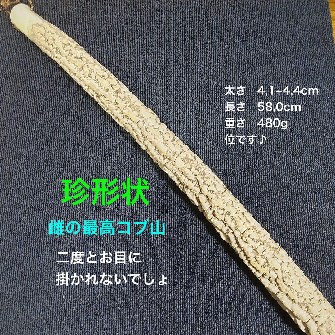 天然素材 本山椒/二度とお目に掛かれないでしょう、雌の最高品