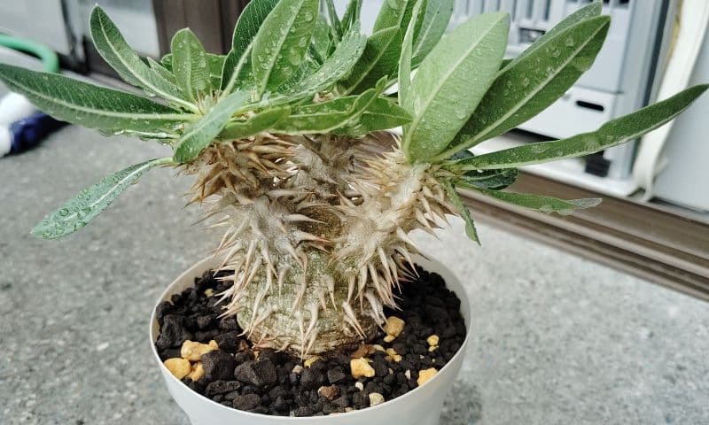 国内実生　 2019年苗　恵比寿大黒 パキポディウム