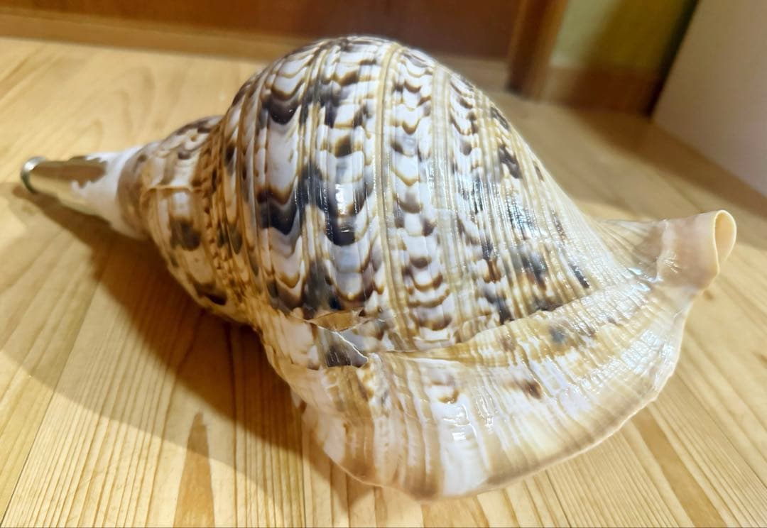 期間限定価格‼️特大修験道法螺貝40㎝　山伏　密教　魔除け　❣️ホラガイ　ほら貝