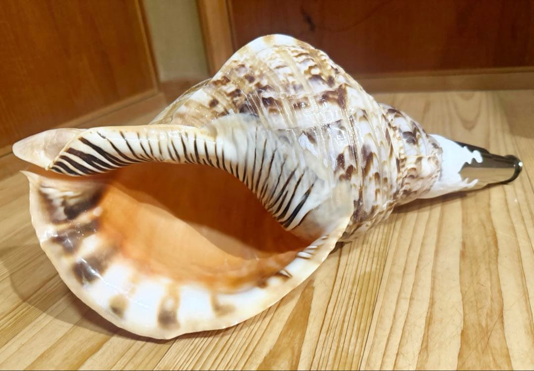 期間限定価格‼️特大修験道法螺貝40㎝　山伏　密教　魔除け　❣️ホラガイ　ほら貝