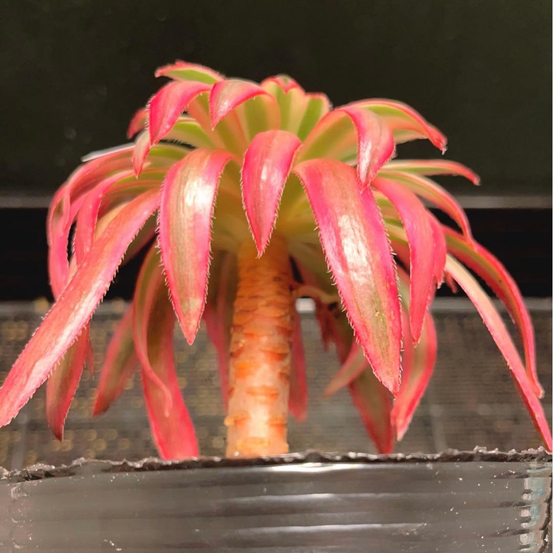 17#多肉植物アエオニウム錦❤️フェニックススーパーホワイト錦❤️1頭12cm拔き苗