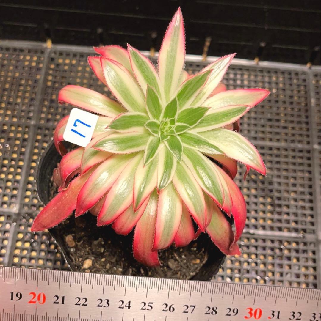 17#多肉植物アエオニウム錦❤️フェニックススーパーホワイト錦❤️1頭12cm拔き苗