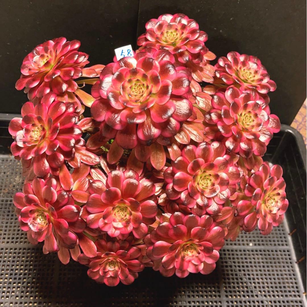 58#多肉植物アエオニウム錦❤️美姫❤️ 12大頭33cm拔き苗