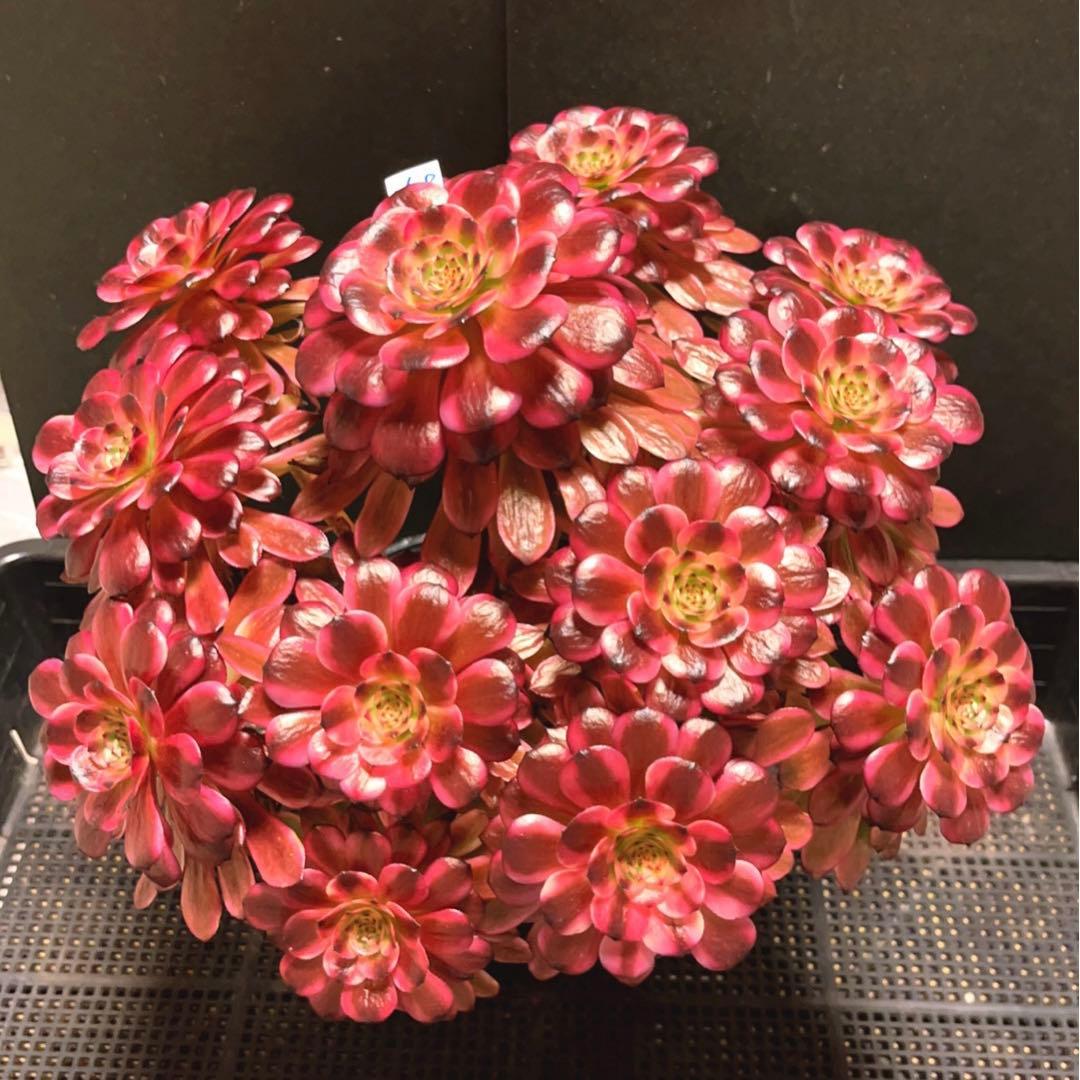 58#多肉植物アエオニウム錦❤️美姫❤️ 12大頭33cm拔き苗