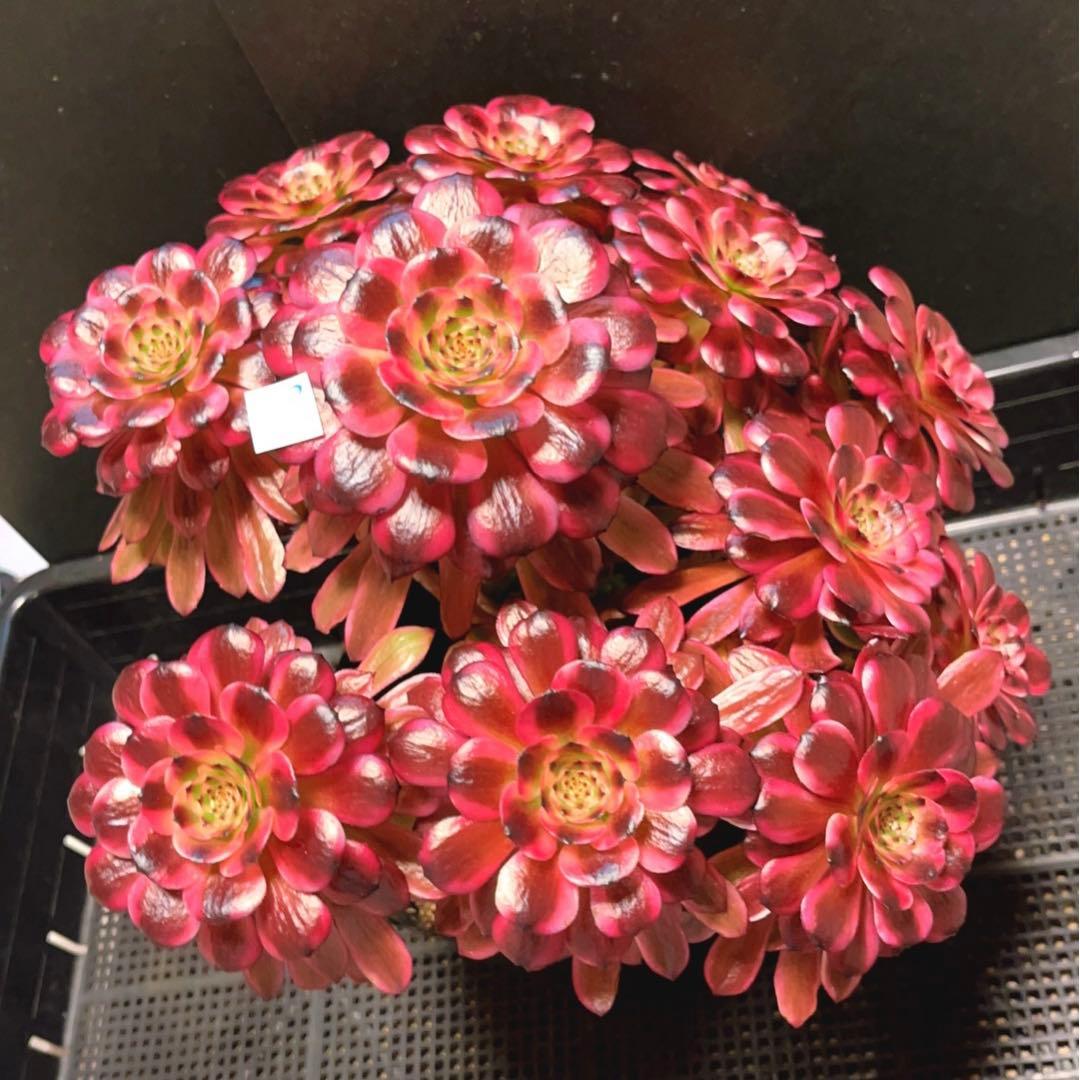 58#多肉植物アエオニウム錦❤️美姫❤️ 12大頭33cm拔き苗