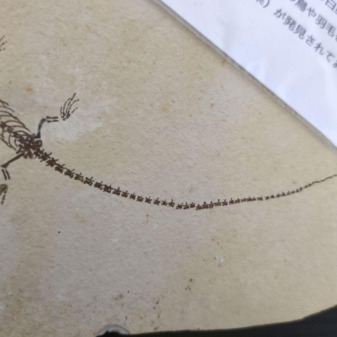 (希少)　ケイチョウサウルス化石　中国