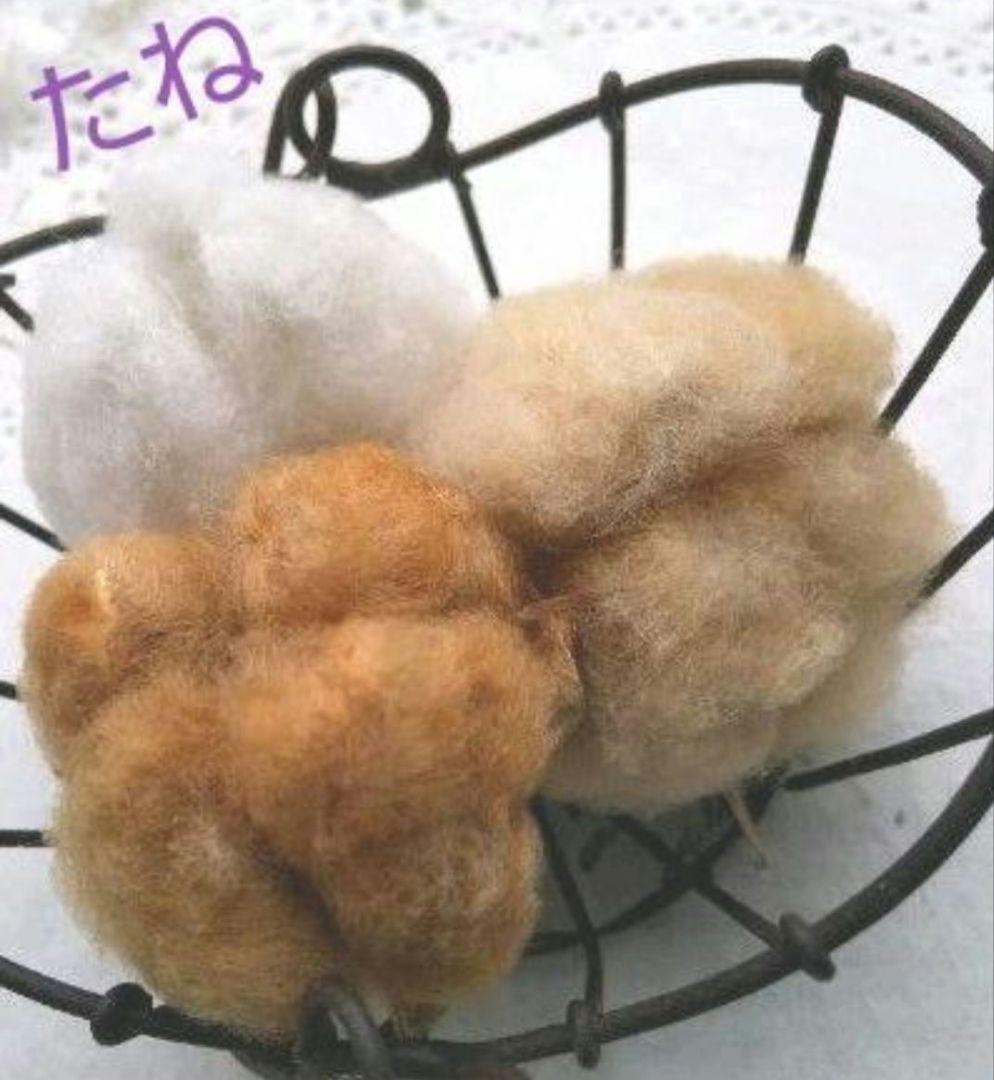 栽培用　種子　コットン　３種類