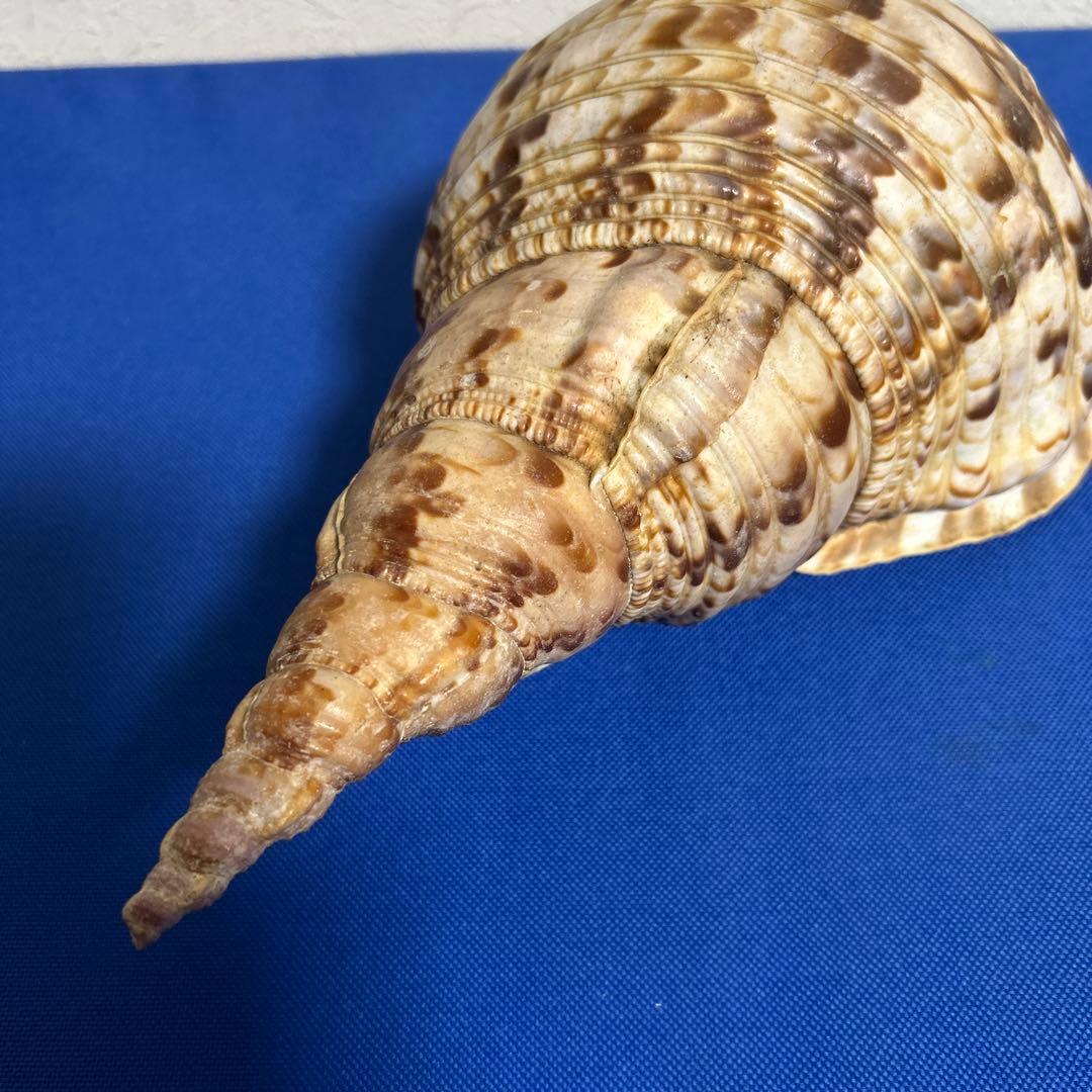 ホラ貝　33㎝　美品