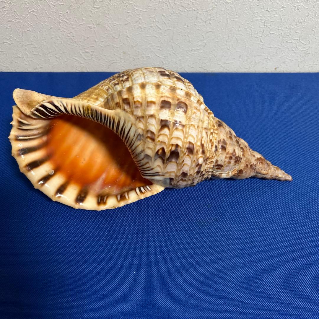 ホラ貝　33㎝　美品