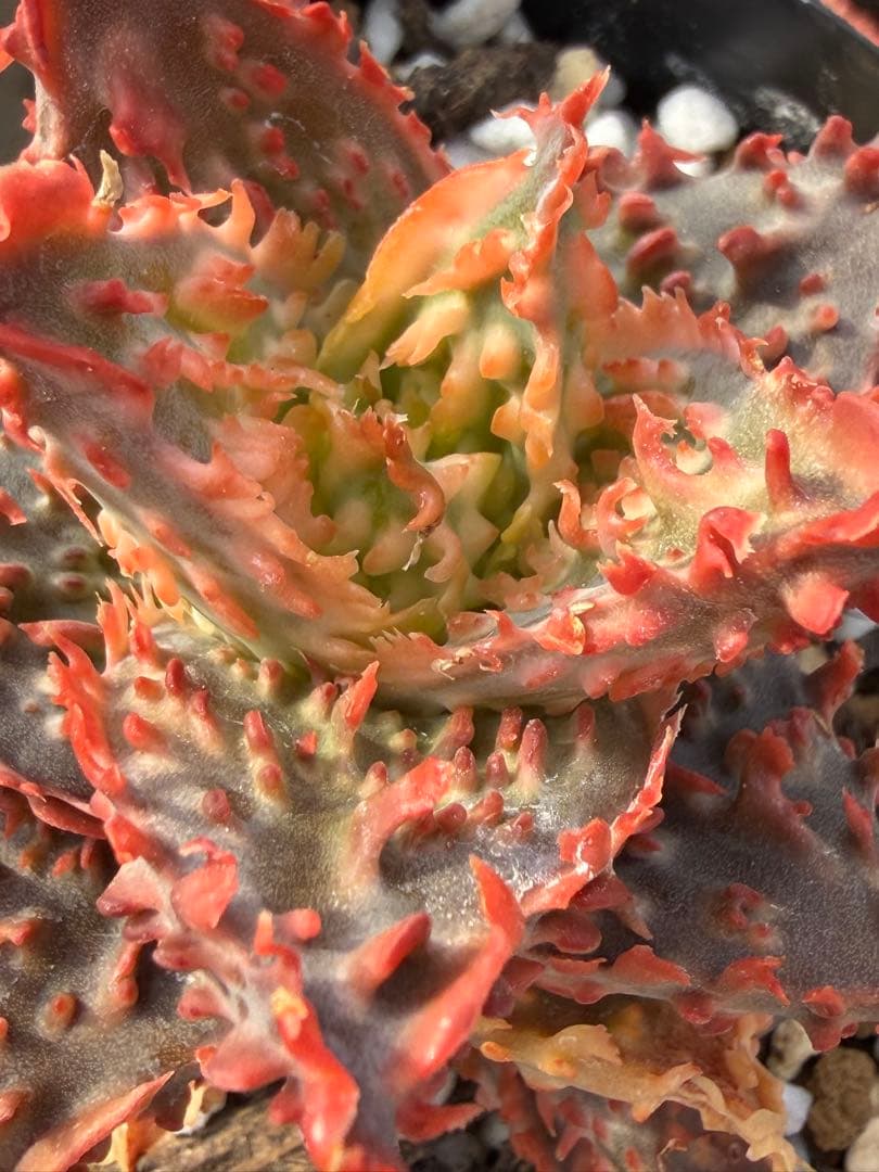 アロエ　ハイブリッド　Aloe hybrid 第四種　Jan-8