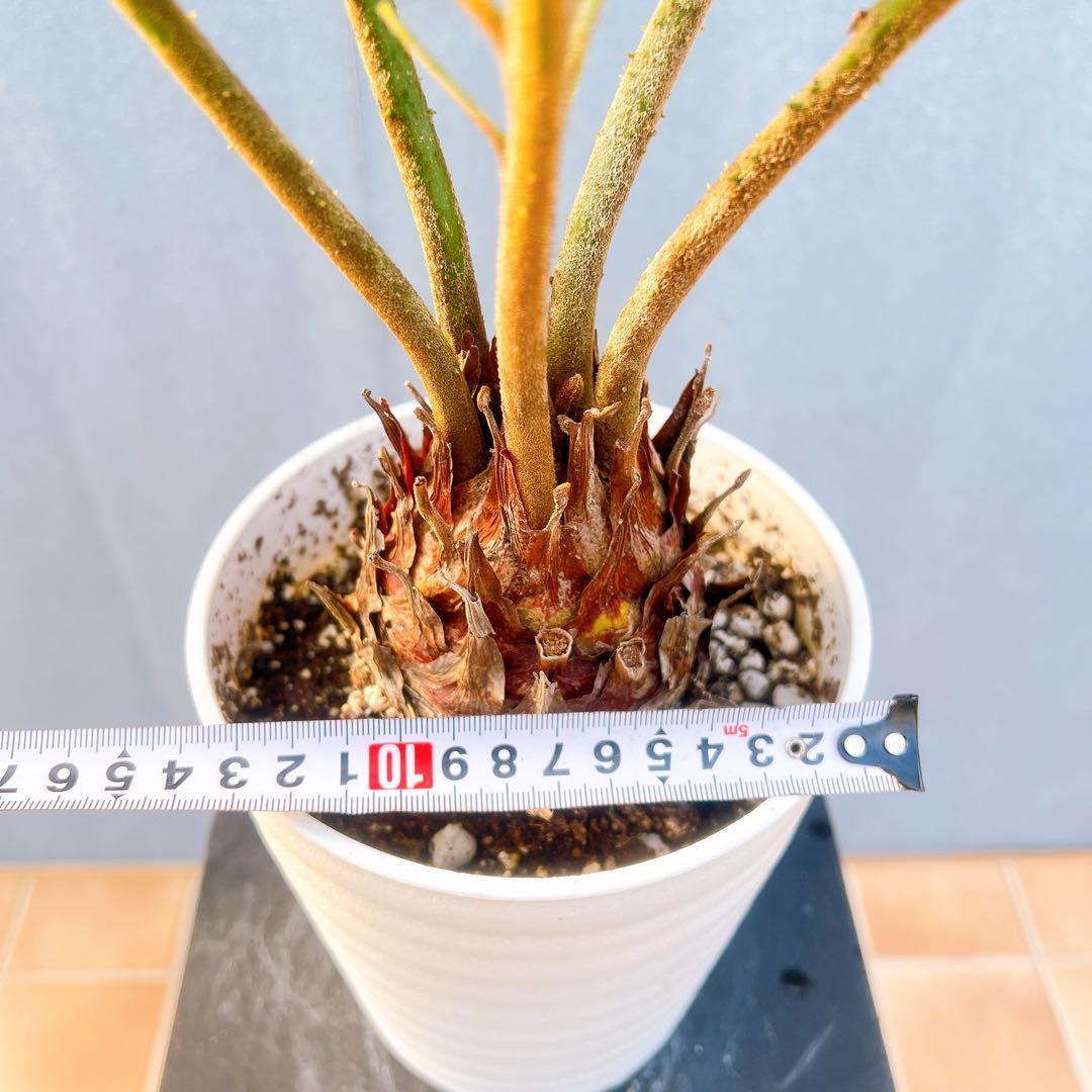 現品　ソテツ　蘇轍　ザミア　ドライガーデン　2番　庭植え　地植え　インテリア