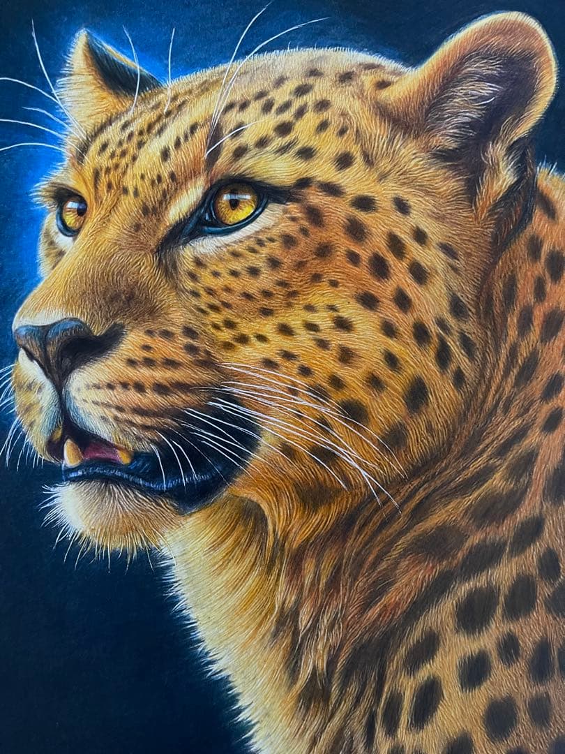 色鉛筆画A4 ヒョウ.22
