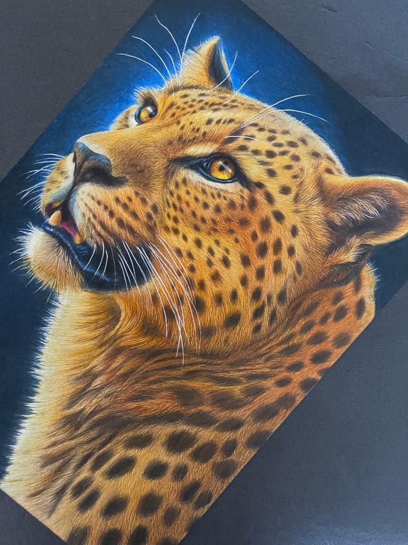 色鉛筆画A4 ヒョウ.22