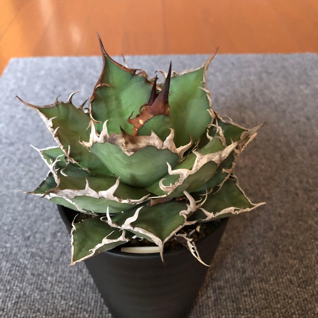 アガベ チタノタ　シーザー　ぬき苗