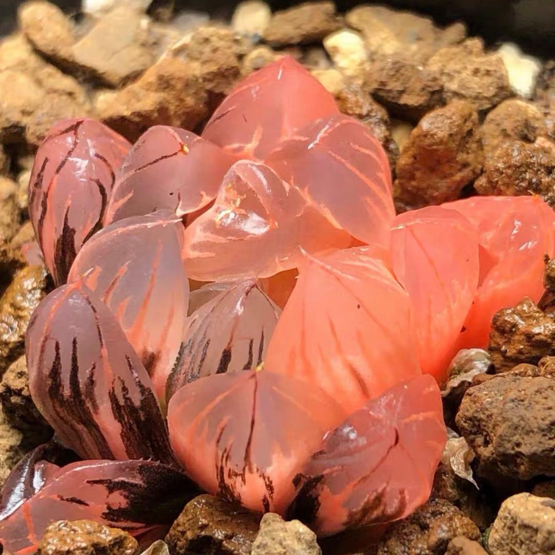 O*Z様 多肉植物　ハオルチア　赤水晶オブツーサ錦　鮮明錦　糊斑